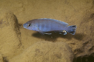 Pseudotropheus sp. 'perspicax tanzania' Undu Reef